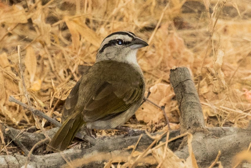 Tocuyo Sparrow - ML643468360