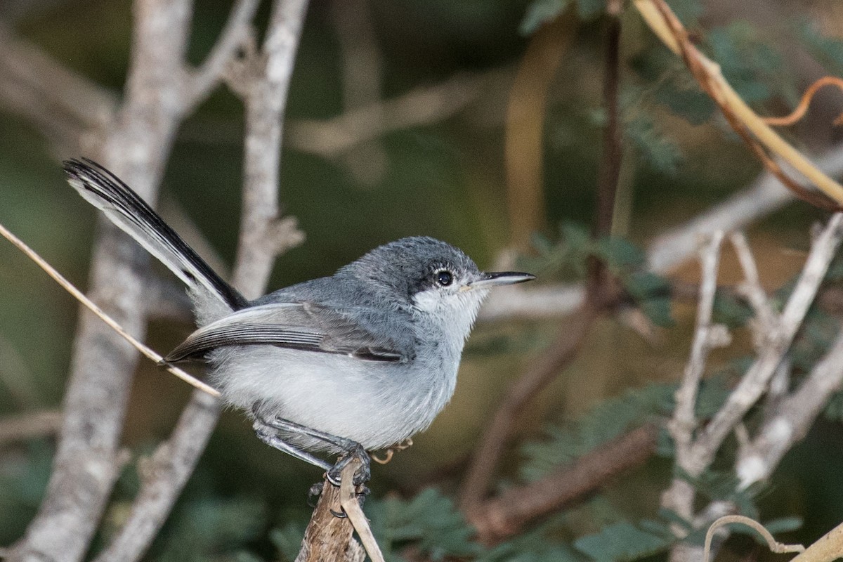 Tropical Gnatcatcher - ML643468363