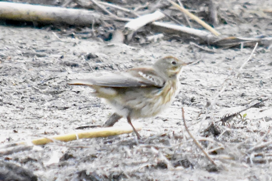 American Pipit - ML643468372