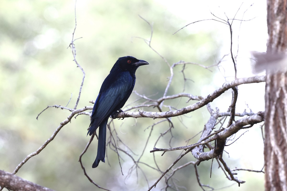 Spangled Drongo - ML643468373
