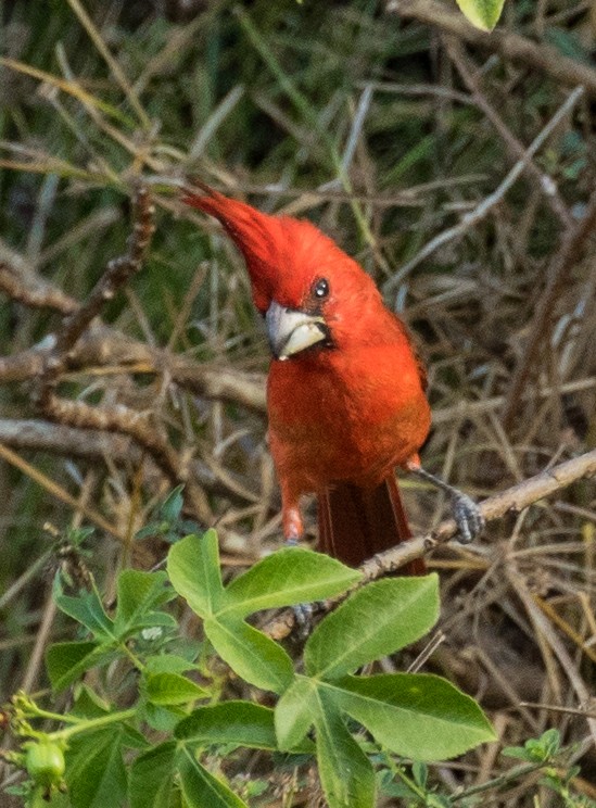 Vermilion Cardinal - ML643468375
