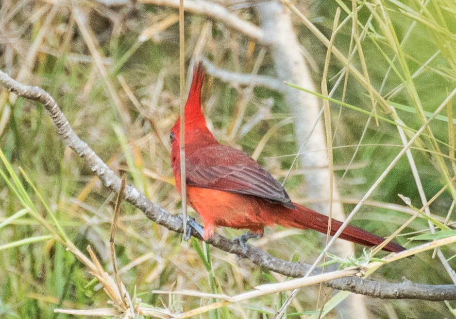 Vermilion Cardinal - ML643468376
