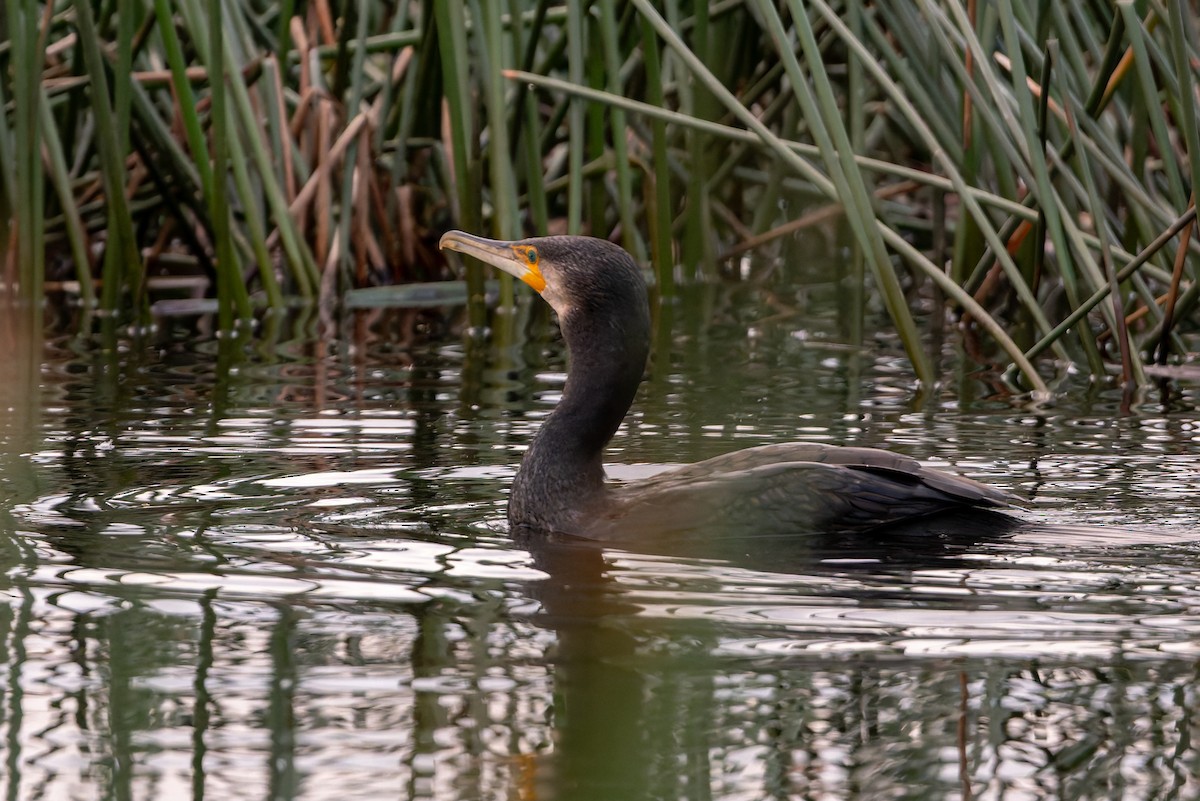 Cormorano - ML643468386
