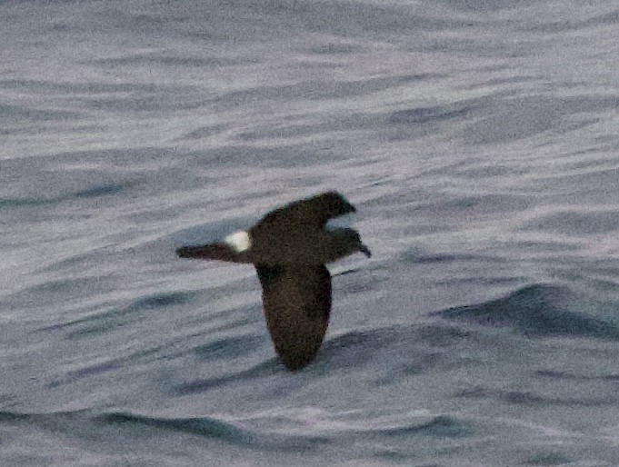 Band-rumped Storm-Petrel - ML643468392