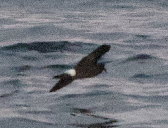 Band-rumped Storm-Petrel - ML643468393