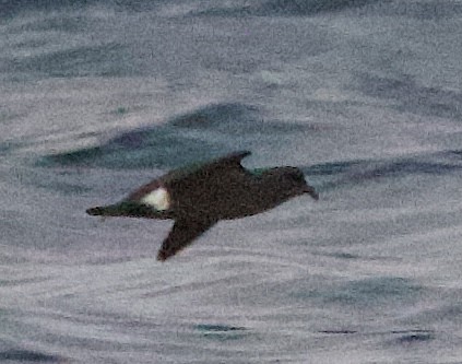 Band-rumped Storm-Petrel - ML643468394