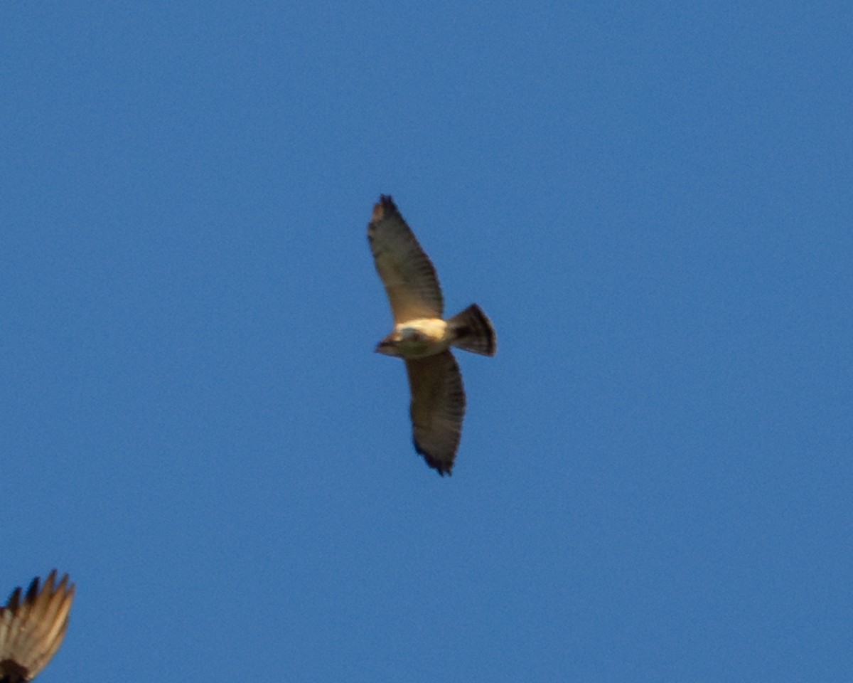 Broad-winged Hawk - ML643468396