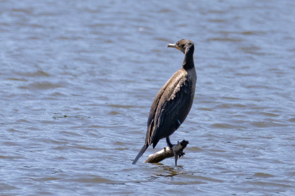 Double-crested Cormorant - ML643468404