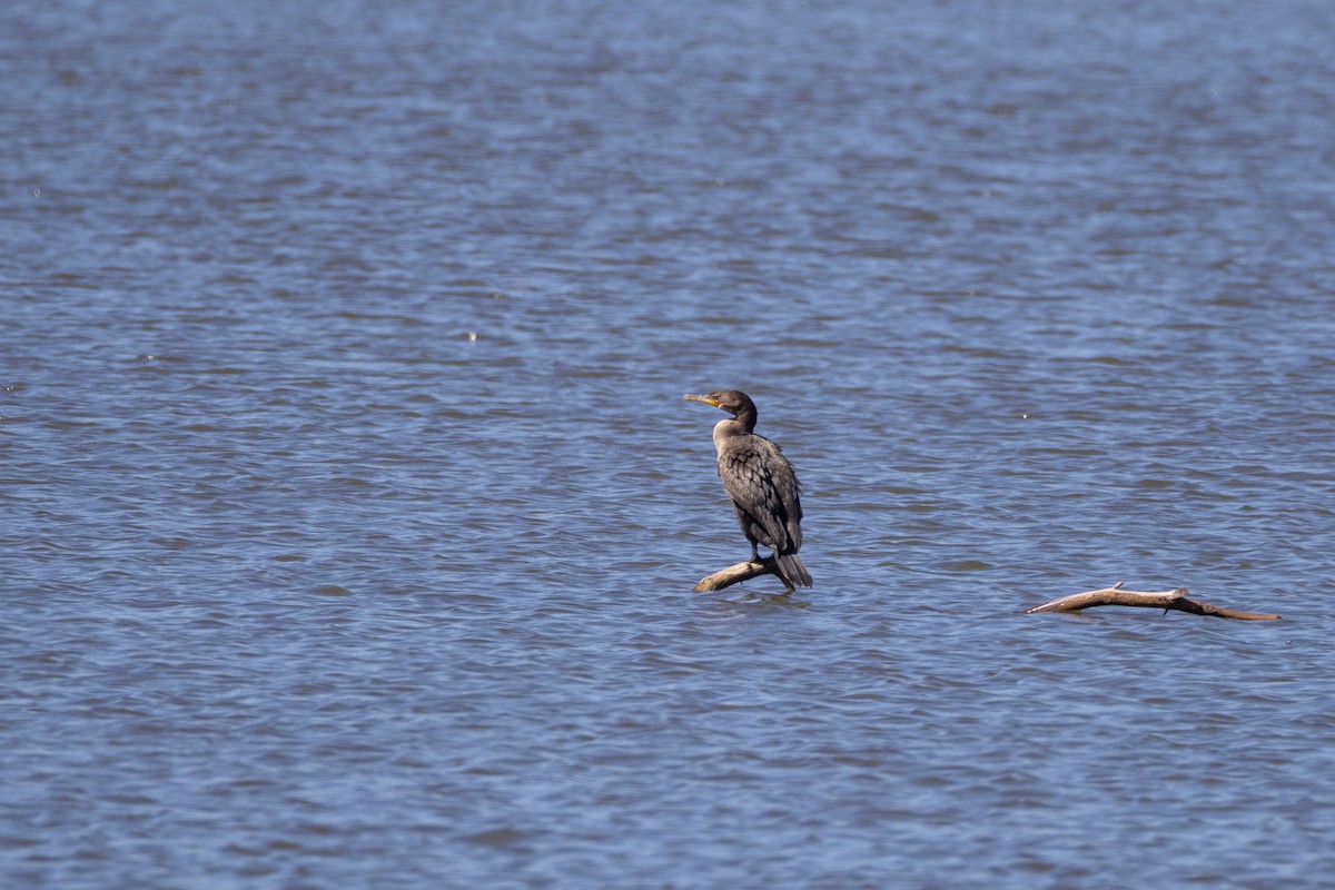 Double-crested Cormorant - ML643468405