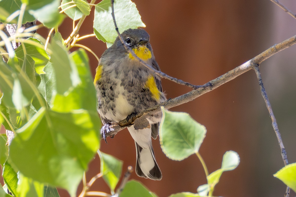 Yellow-rumped Warbler - ML643468421