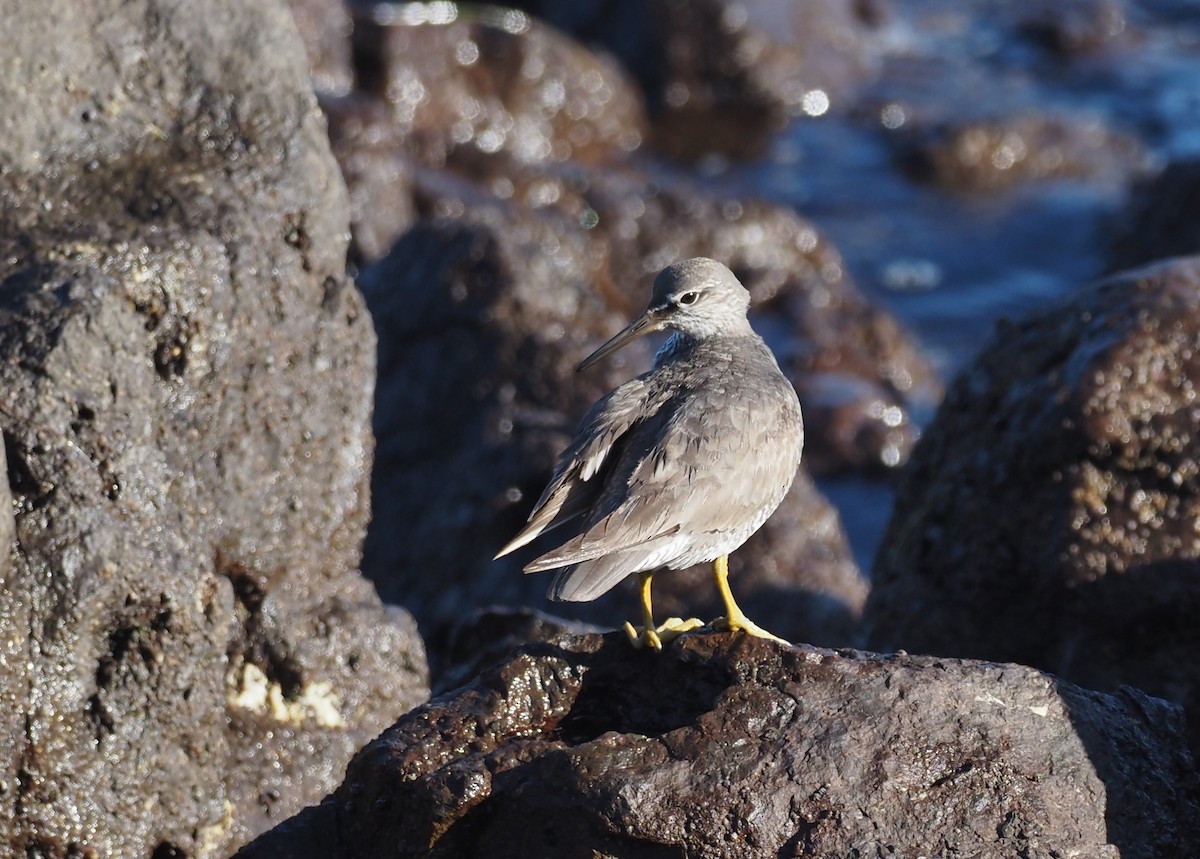 Playero de Alaska - ML643468427