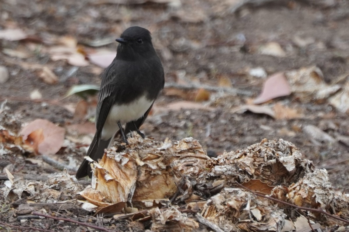 Black Phoebe - ML643468430