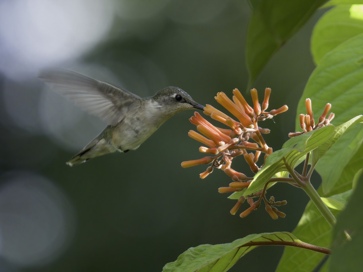 Ruby-throated Hummingbird - ML643468434