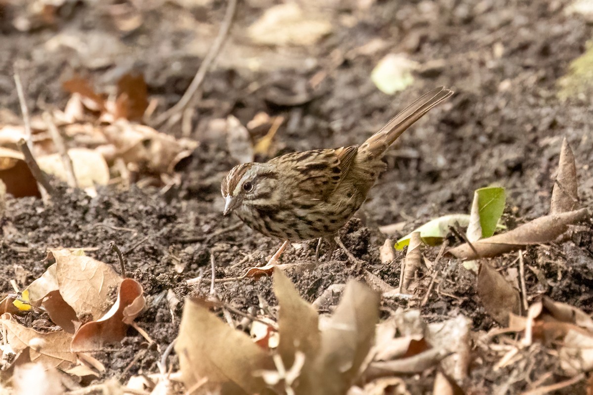 Song Sparrow - ML643468435