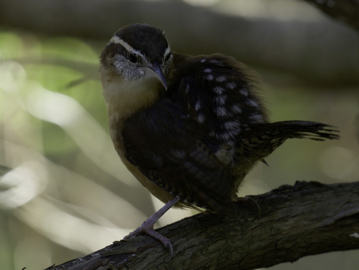 Carolina Wren - ML643468443