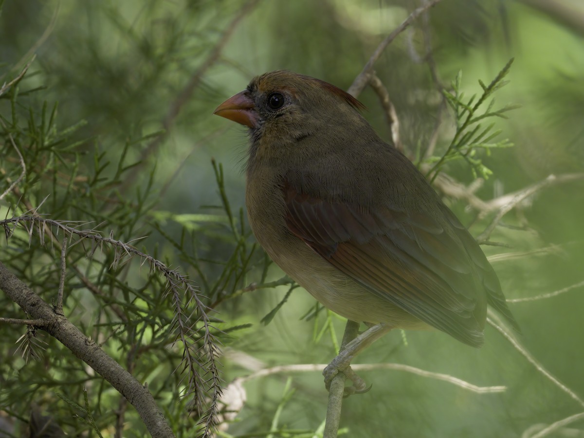Northern Cardinal - ML643468447