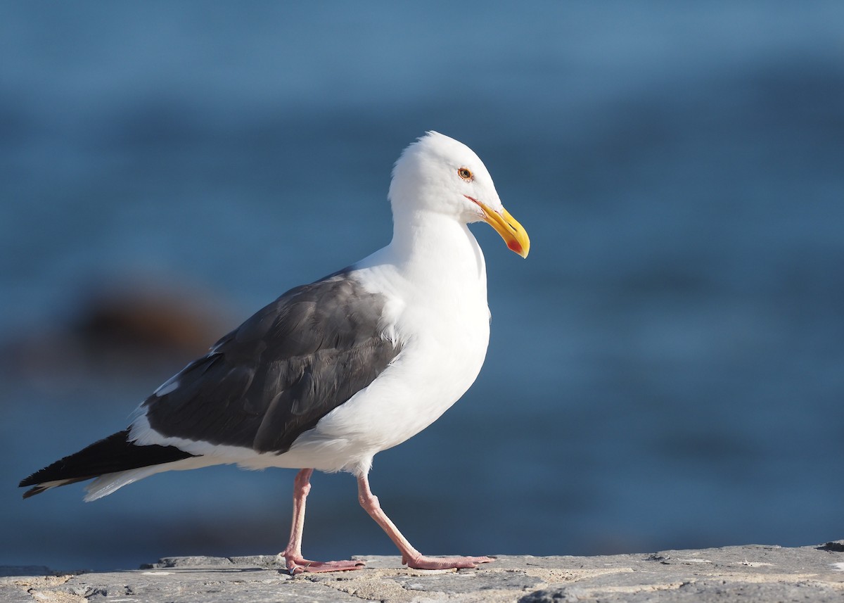 Gaviota Occidental - ML643468451