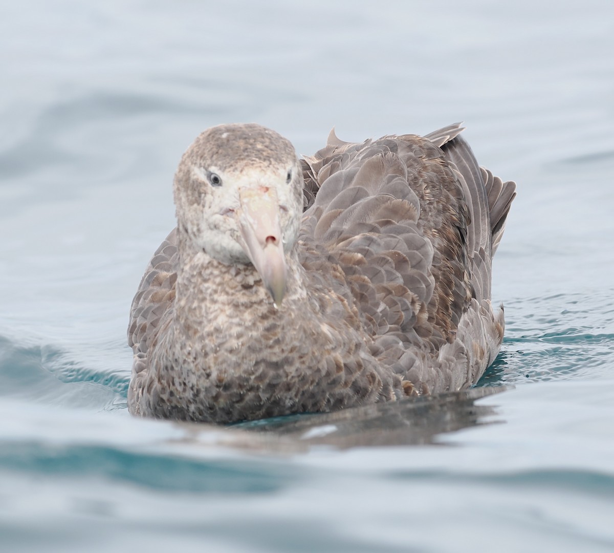 Northern Giant-Petrel - ML643468464