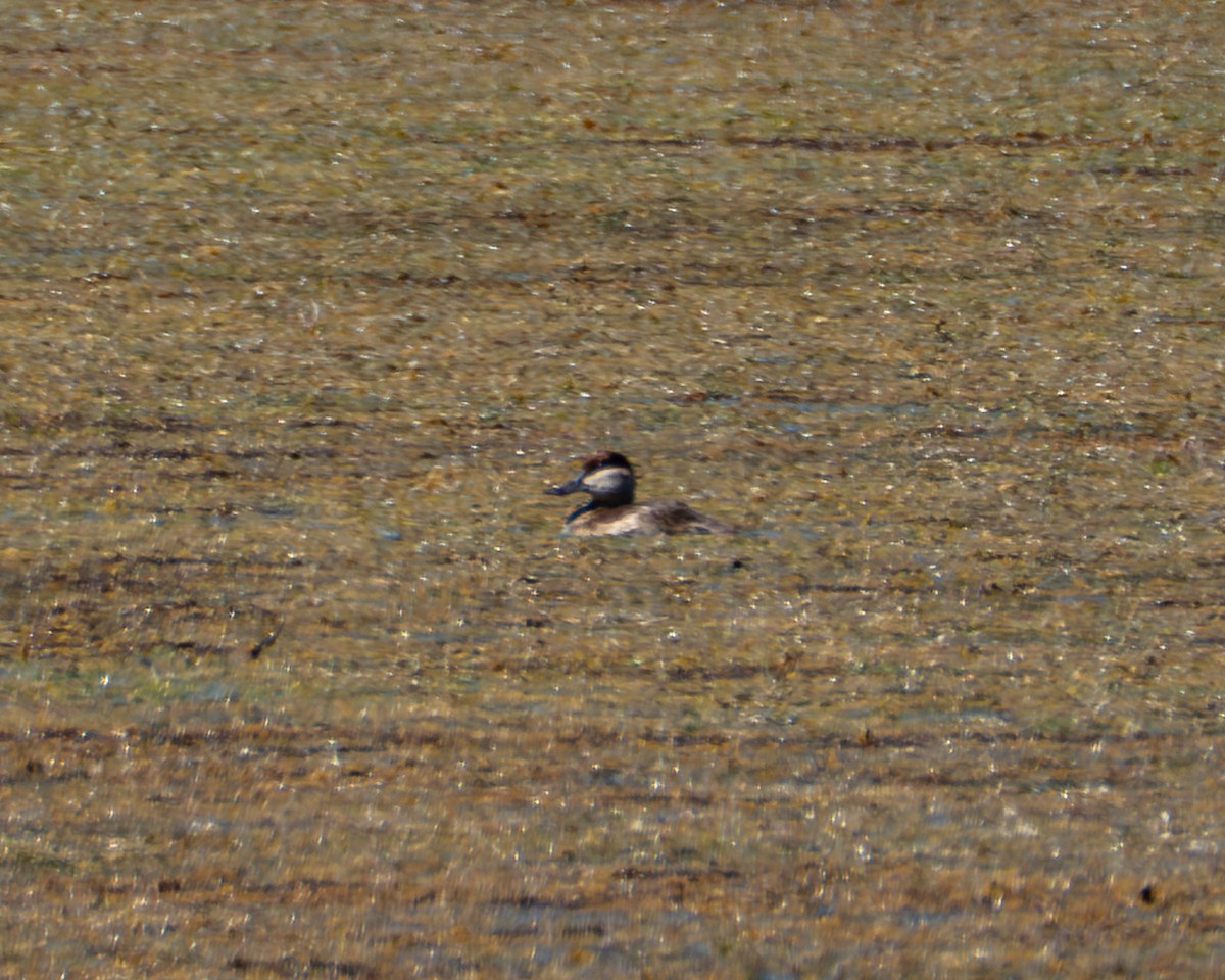 Ruddy Duck - ML643468478
