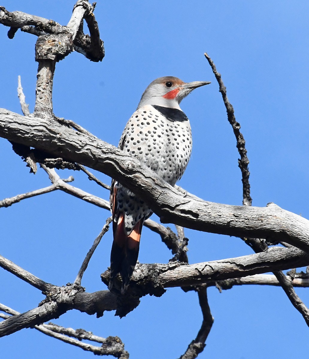 Northern Flicker (Red-shafted) - ML643468481
