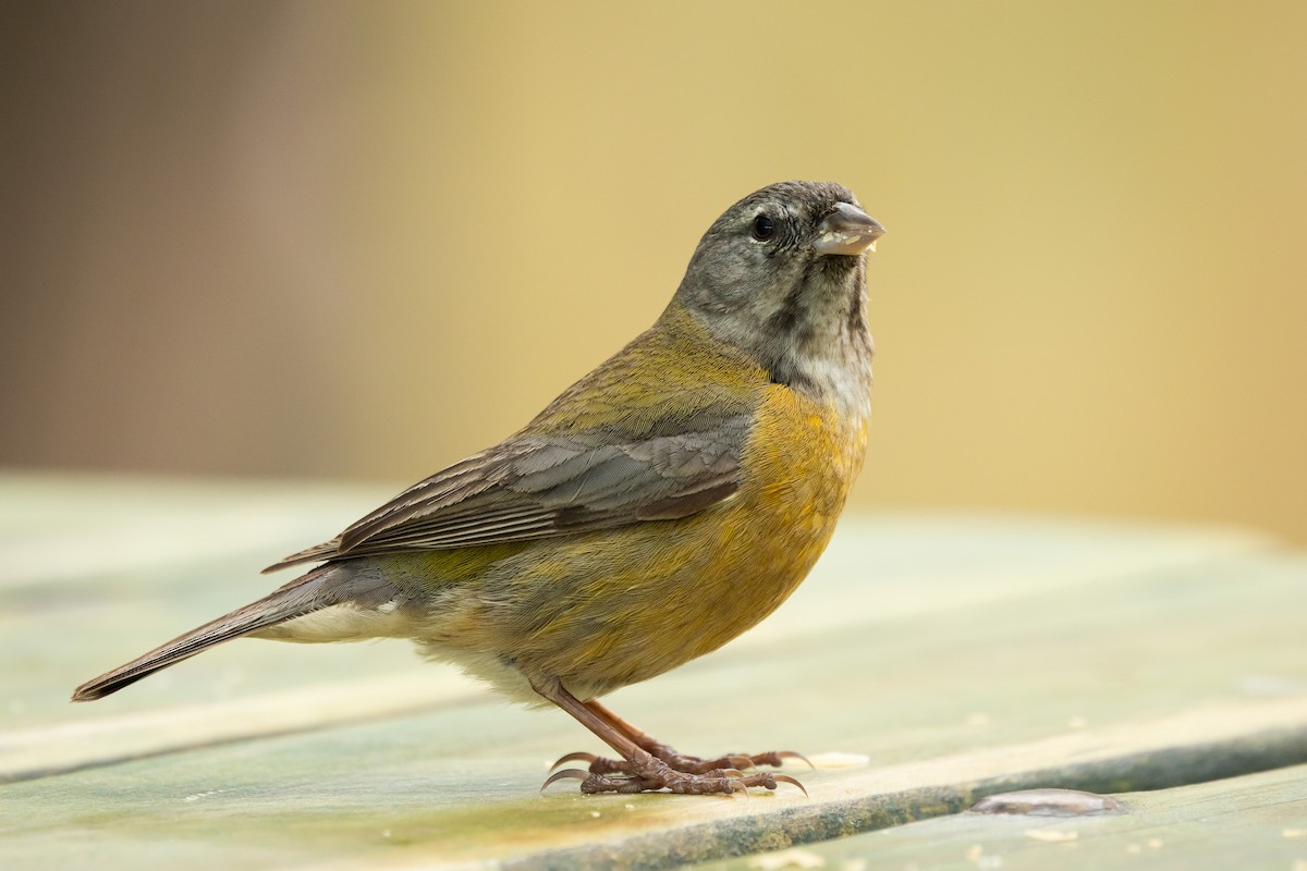 Gray-hooded Sierra Finch (minor) - ML643468488