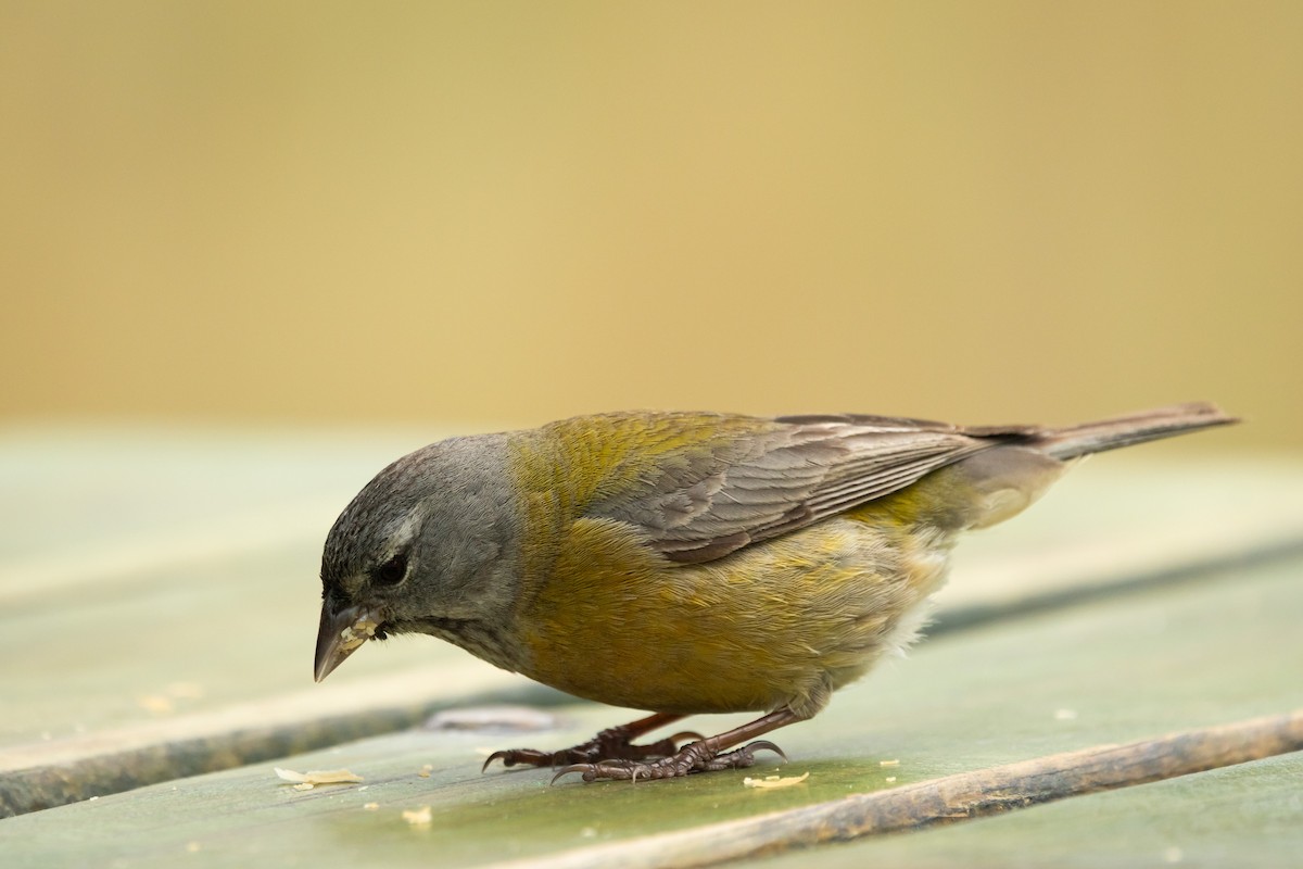 Gray-hooded Sierra Finch (minor) - ML643468490
