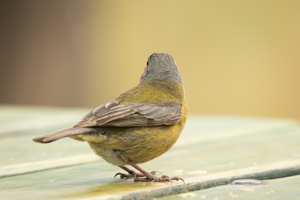 Gray-hooded Sierra Finch (minor) - ML643468491