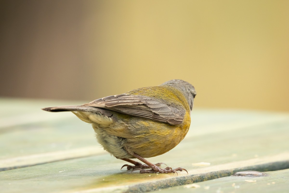 Gray-hooded Sierra Finch (minor) - ML643468492