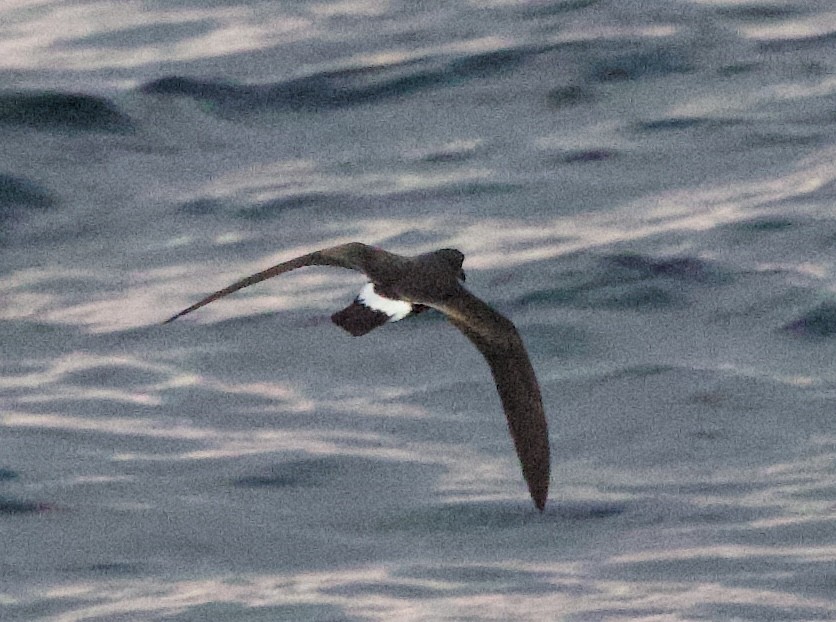 Band-rumped Storm-Petrel - ML643468501