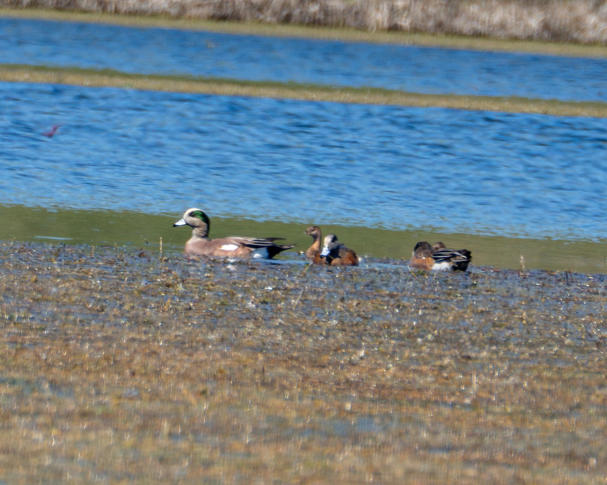 Canard d'Amérique - ML643468527