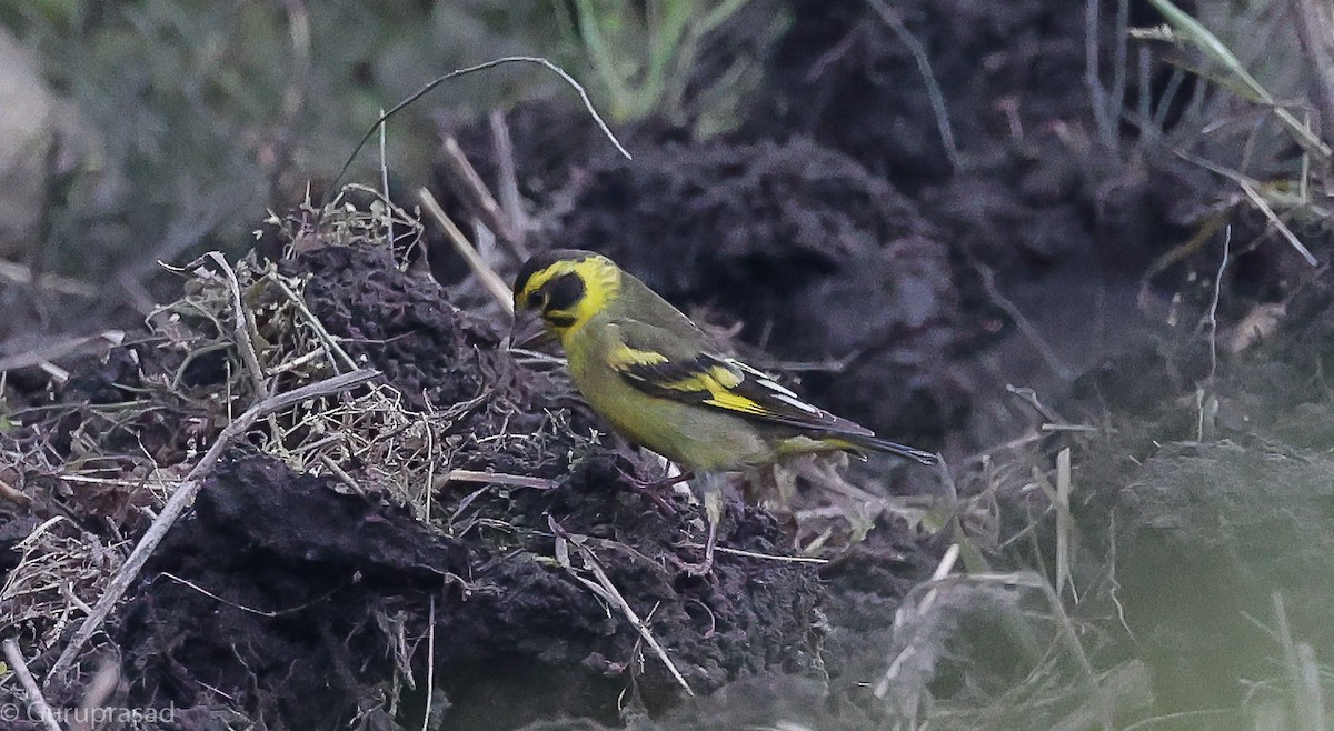 Yellow-breasted Greenfinch - ML643468537