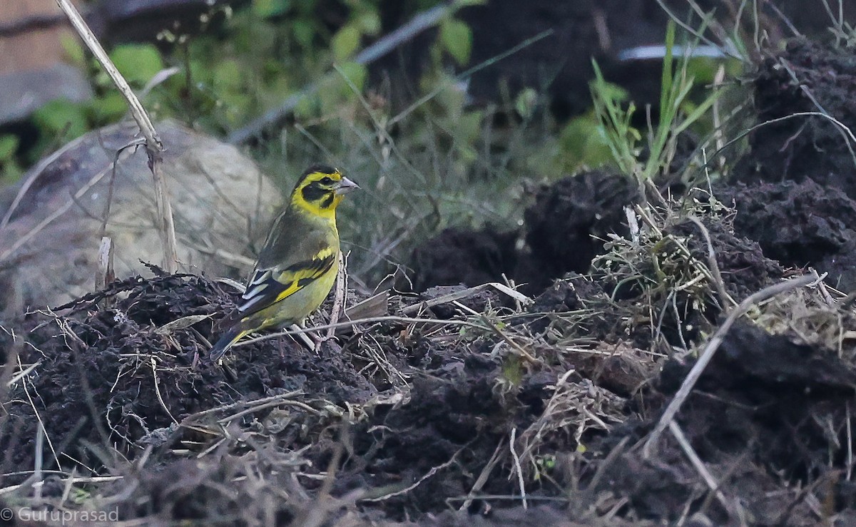 Yellow-breasted Greenfinch - ML643468538