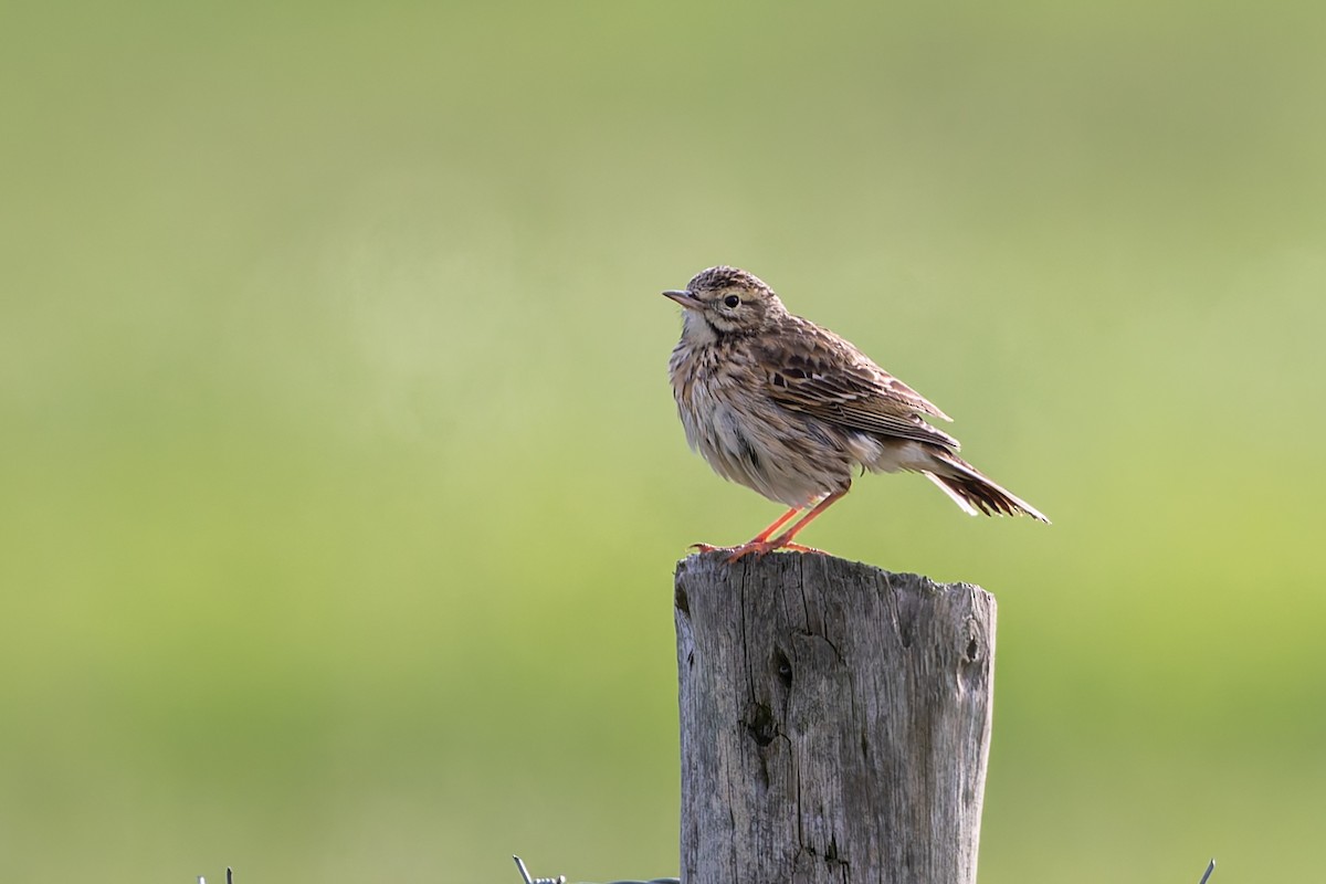 Australian Pipit - ML643468553