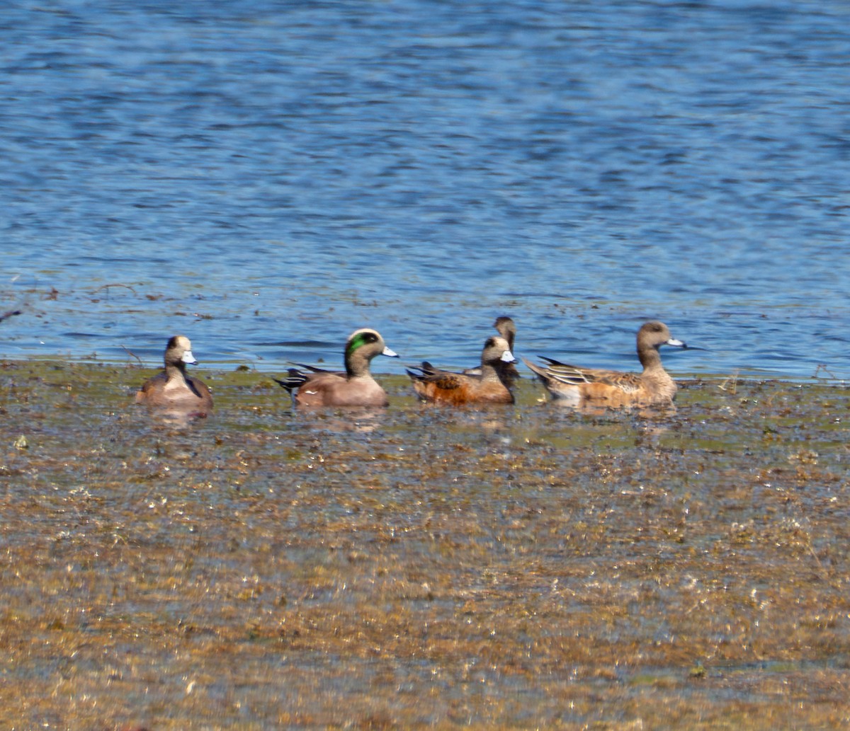 Canard d'Amérique - ML643468559