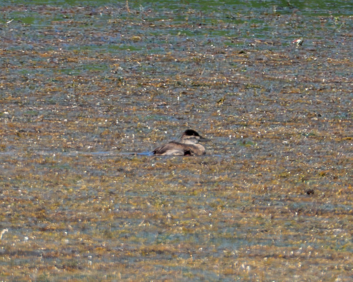 Ruddy Duck - ML643468560