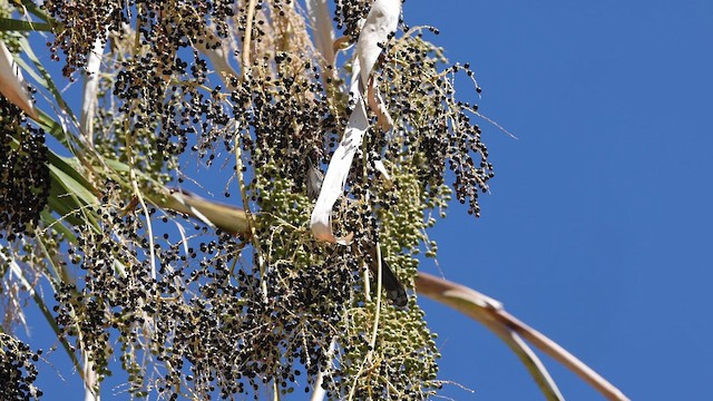 Cuitlacoche Ceniciento - ML643468582