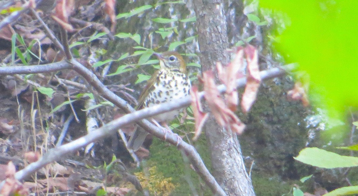 Wood Thrush - ML643468585