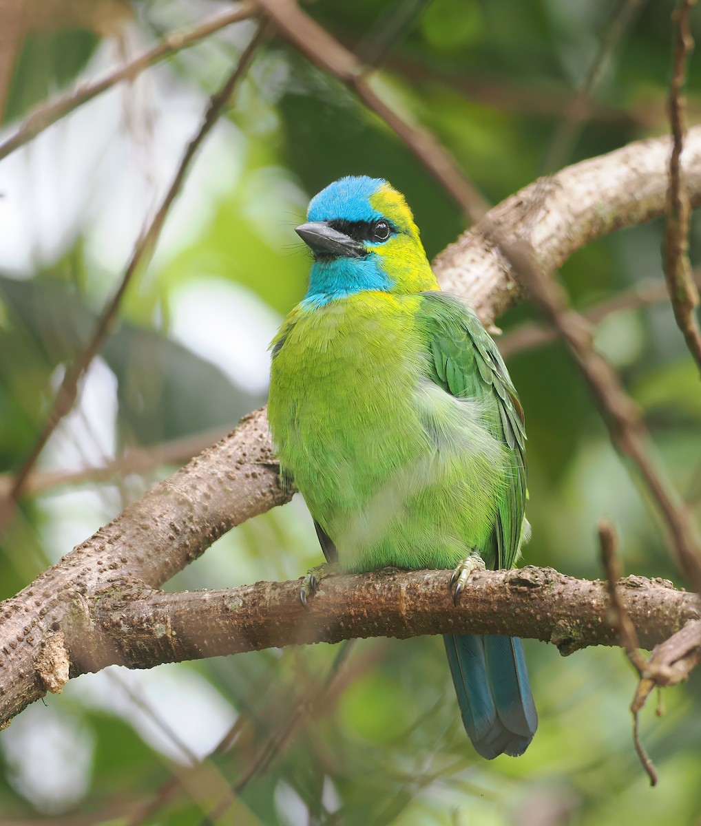 Golden-naped Barbet - ML643468586