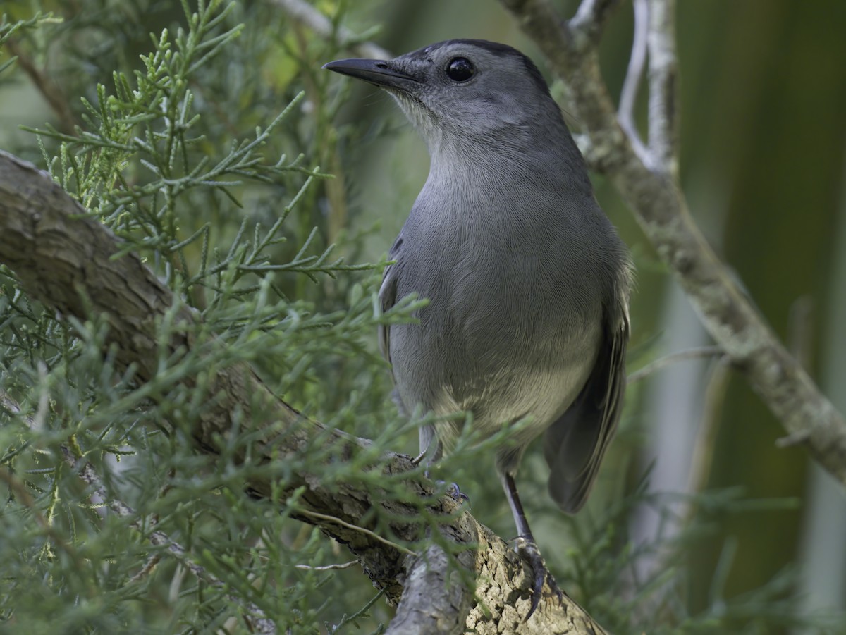 Gray Catbird - ML643468588