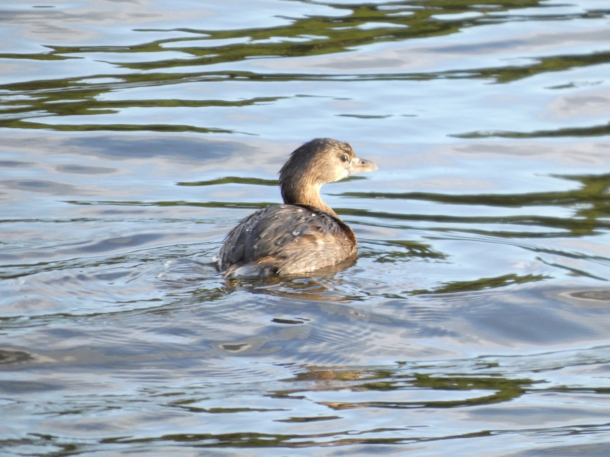 Pied-billed Grebe - ML643468605