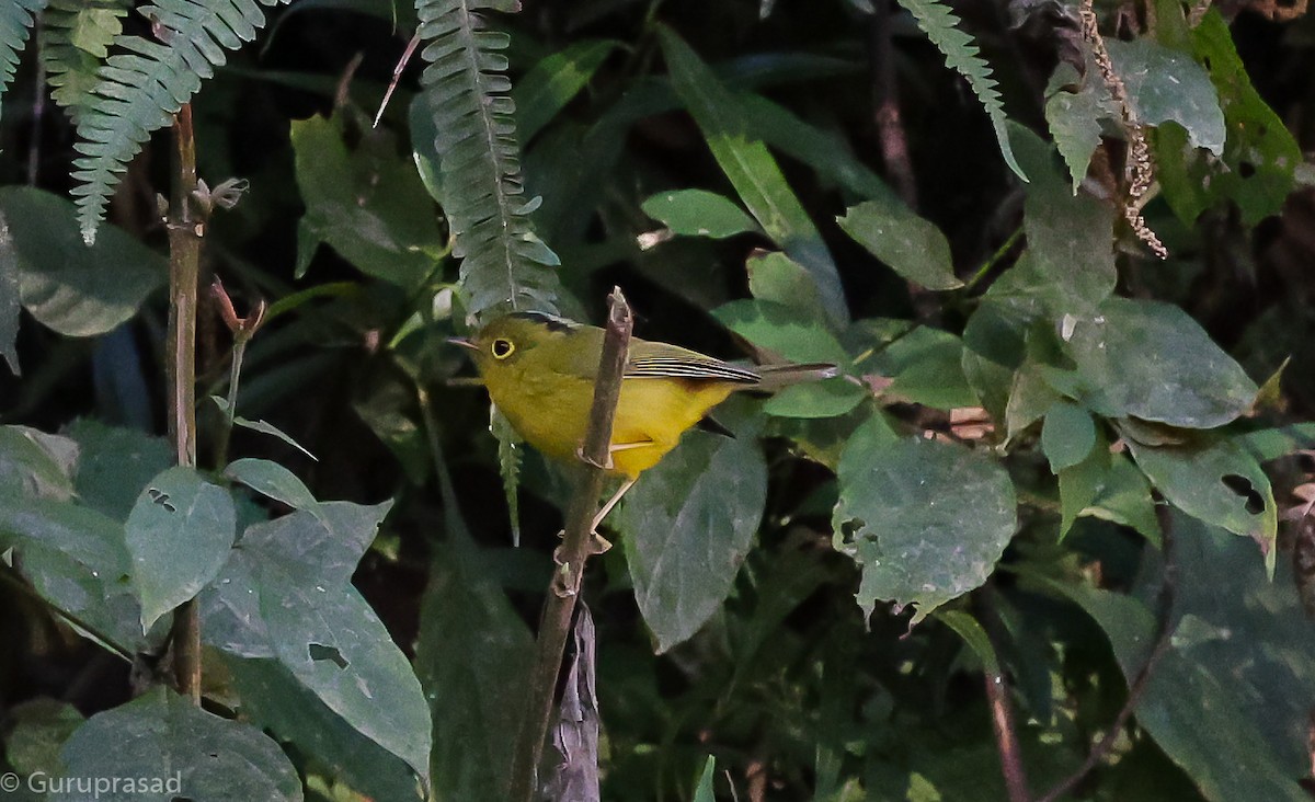 budníček himálajský - ML643468606