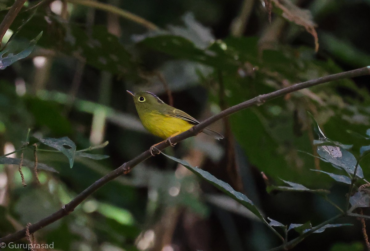 budníček himálajský - ML643468608