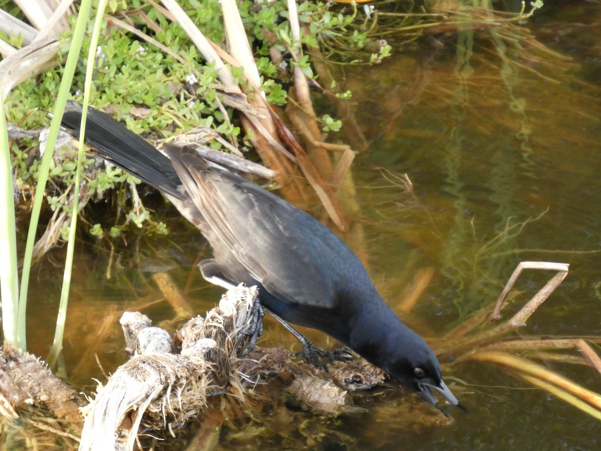 Boat-tailed Grackle - ML643468646