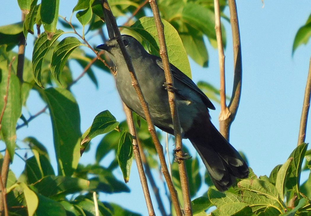 Gray Catbird - ML643468668