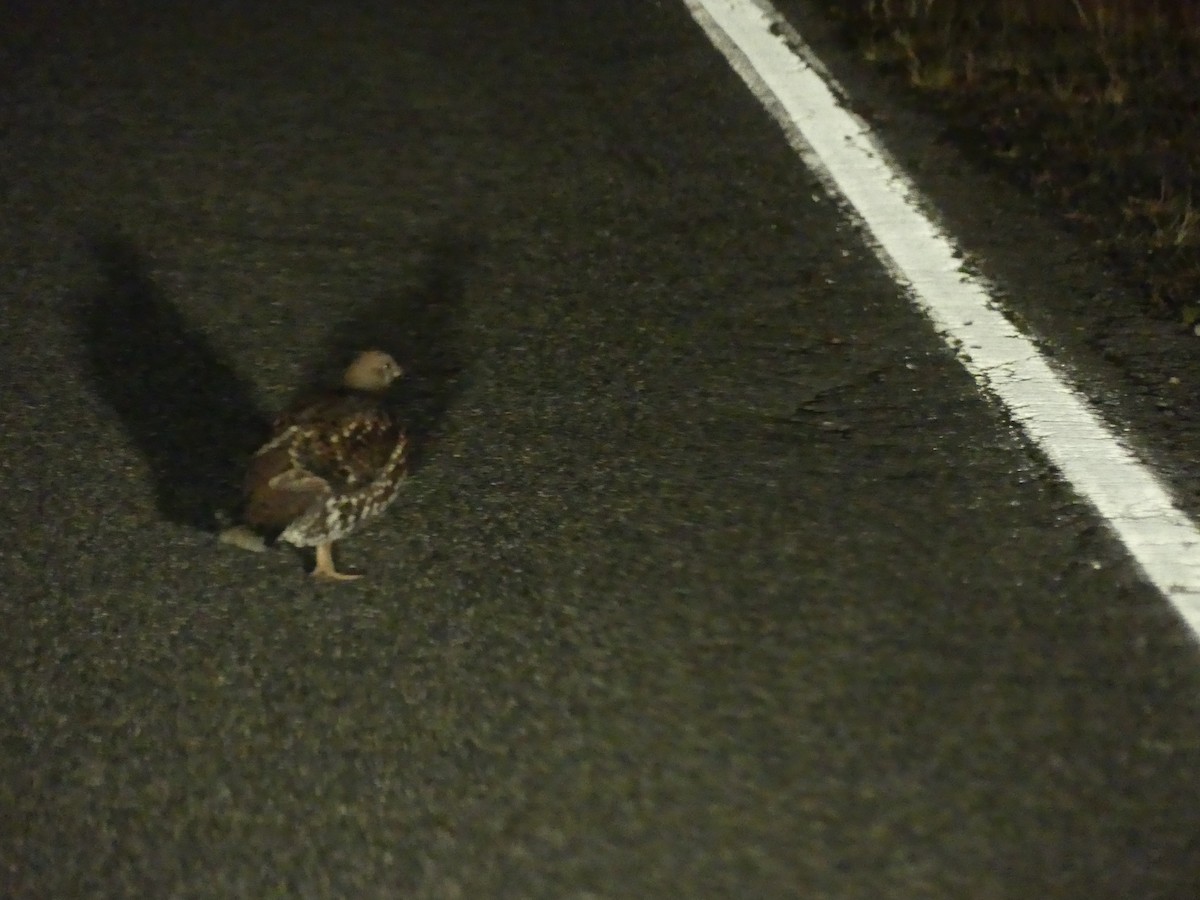 Sooty Grouse - ML643468672