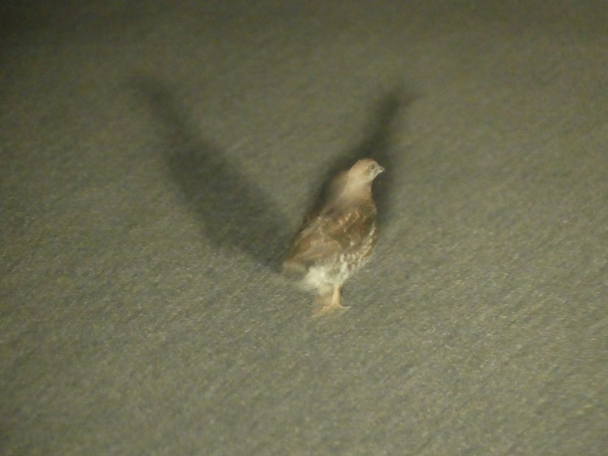 Sooty Grouse - ML643468674