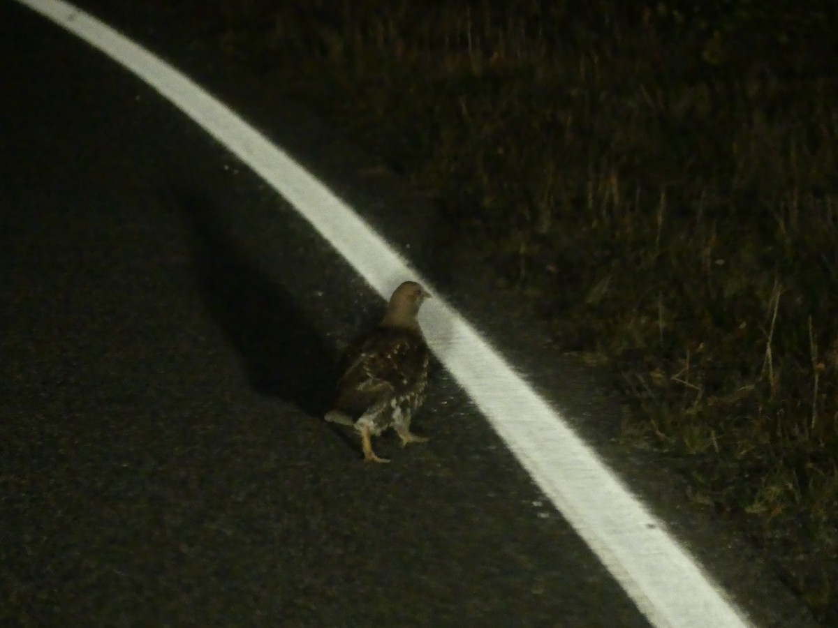 Sooty Grouse - ML643468675