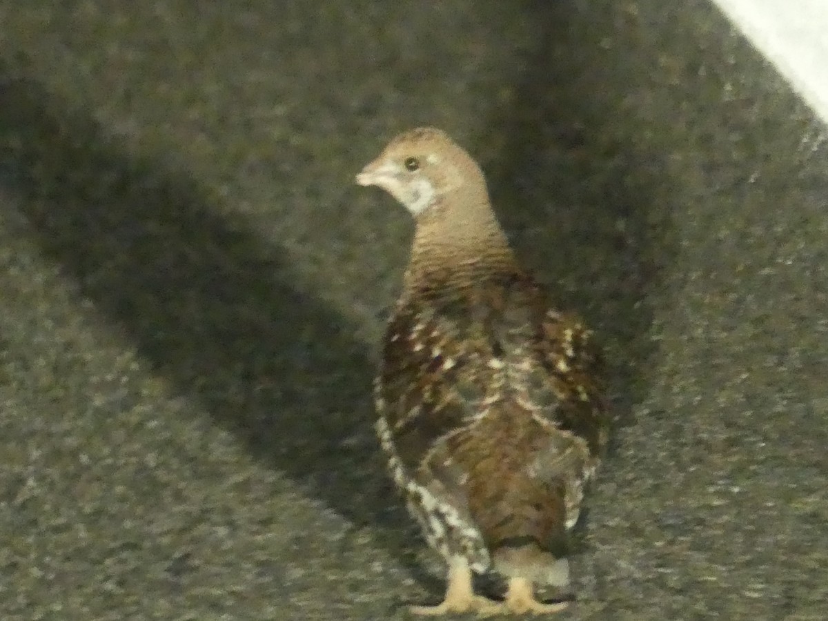 Sooty Grouse - ML643468677