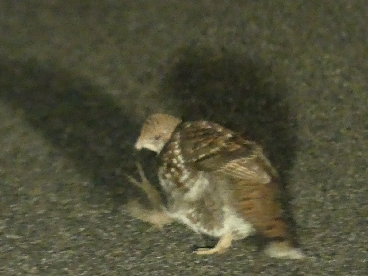 Sooty Grouse - ML643468680