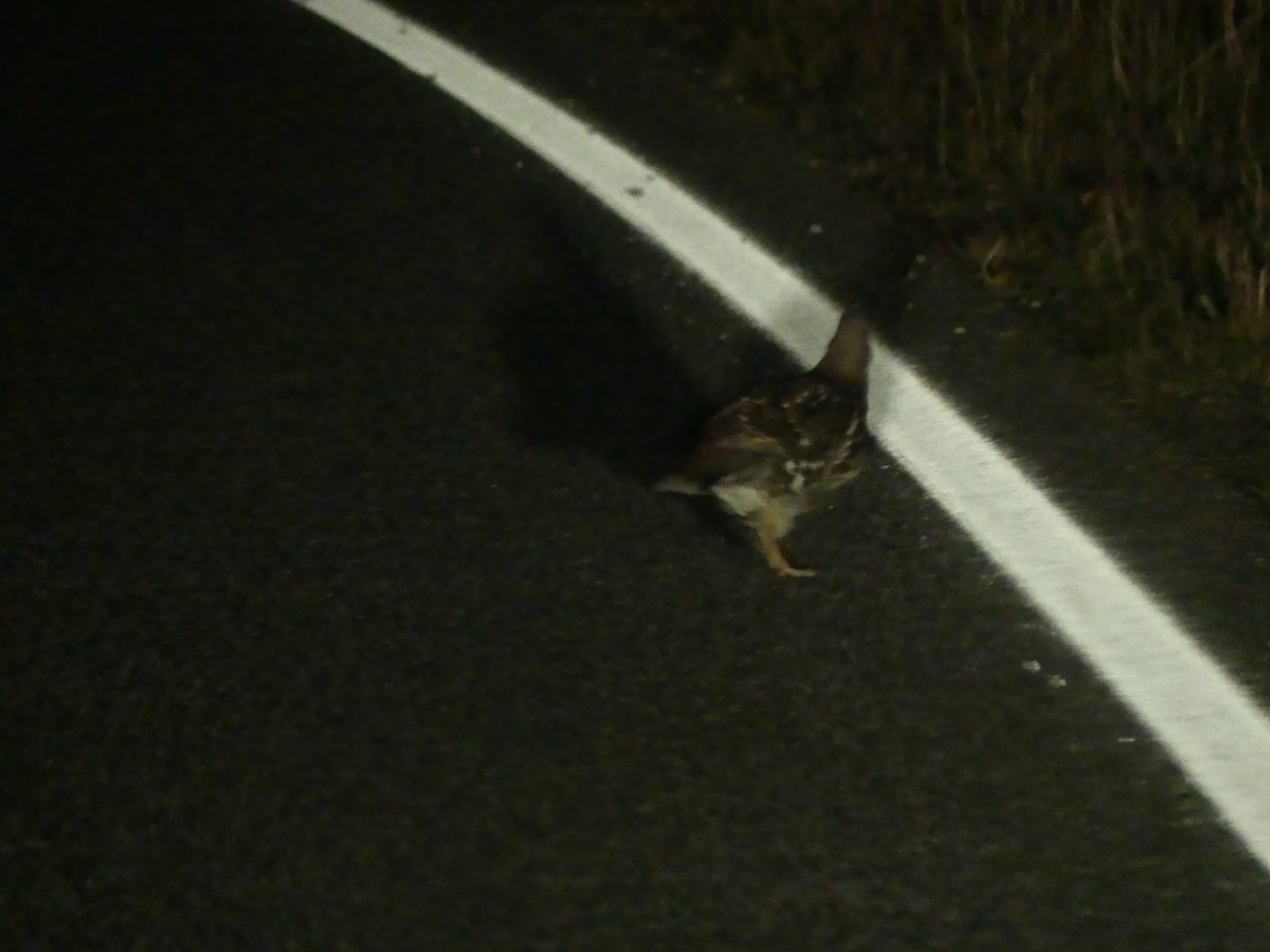 Sooty Grouse - ML643468682